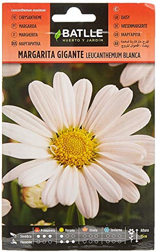 Marguerite Blanche LEUCANTENUM