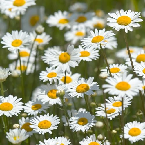 PREMIER SEEDS DIRECT - Wild Flower Seeds - OX Eye Daisy - 3 Grams