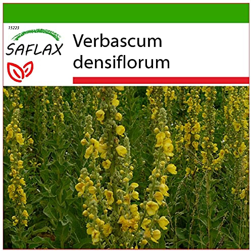 SAFLAX - Läkemedelsväxter - Storblommig Mullein - 500 Frön - Med pottsubstrat för bättre odling - Verbascum densiflorum