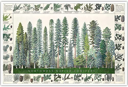 Northwest Native Conifers Poster and Identification Chart (18x12)