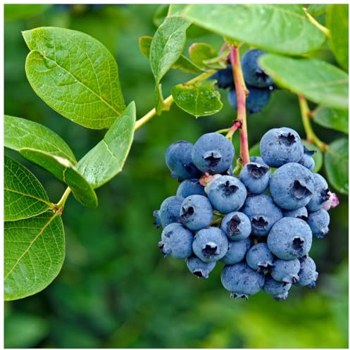 1 'Bluecrop' Blueberry/Vaccinium cor. 'Bluecrop' 25cm in 9cm Pot 3fatpigs®