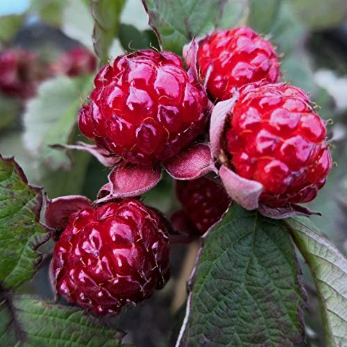 Brombeere Dorman Red äusserst aromatisch mit roten Beeren ca. 60-100 cm im 3,5 Liter Topf