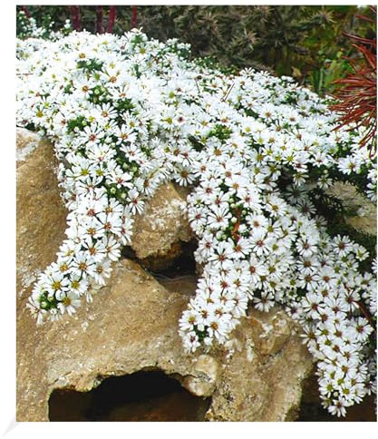 BALDUR Garten Winterharter Bodendecker Steinaster 'Snowflurry', 1 Pflanze, Aster ericoides, winterharte Staude, trockenresistent, mehrjährig, bienenfreundlich, blühend