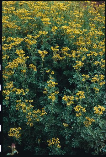 Just Seed Herb - Rue - Ruta graveolens - 200 Seeds