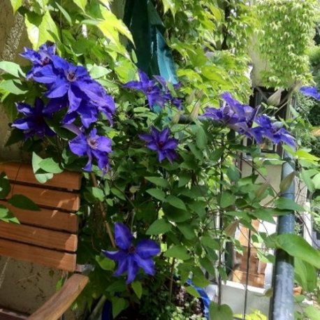 Clematide The President (per giardino, balcone e patio) - Vaso 1,5 Litro (Pianta Rampicante - Clematis Blu - Pianta Adulta) - Muri e Recinzioni, Pergola, Balconi e Terrazze | ClematisOnline