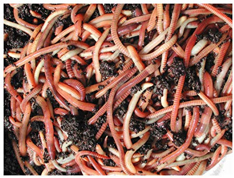 50g Tiger Compost Worms by Wormcity, Live Medium Worms Suitable for wormeries and composting.