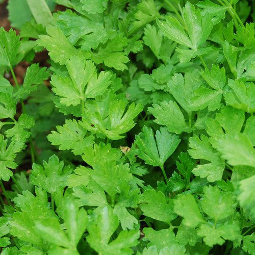 Plant World Seeds - Herb Italian Giant Parsley Seeds (Herb Seeds)