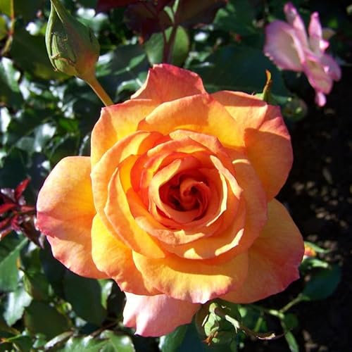 Strauchrose „Sahara®“ - goldgelb bis bronzerot blühende, duftende Topfrose im 6 L Topf - frisch aus der Gärtnerei - Pflanzen-Kölle Gartenrose