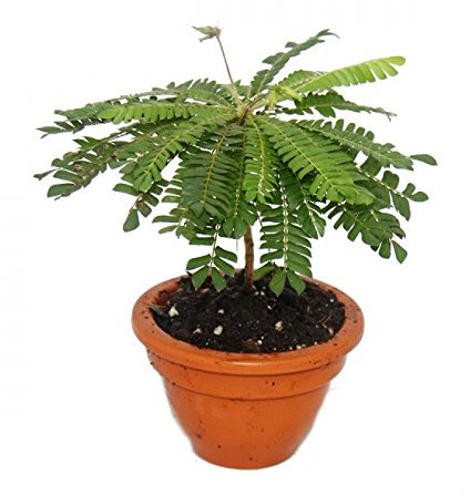 Exotenherz Biophytum sensitivum Südseepalme 9cm Tontopf Die Pflanze die sich bewegt Ideal für Kinder Mini-Palme