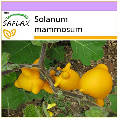 SAFLAX - Ubre de vaca - 10 semillas - Solanum mammosum
