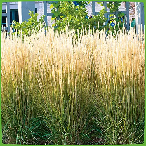 Garten-Reitgras 'Karl Foerster' - Calamagrostis x acutiflora - als Hecke, Struktur-Pflanze, Rosenbegleiter - Winterhartes Zier-Gras von Garten Schlüter - Pflanzen in Top Qualität