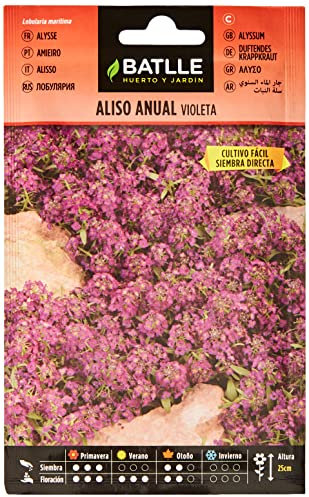 Semillas Batlle Aliso Anual VIOLETA
