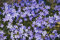 Campanula poscharskyana, Hängepolsterglocke blau 50 Samen, Polsterglockenblume