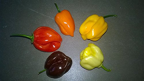 Chili Habanero - Juego de 5 variedades de 10 semillas