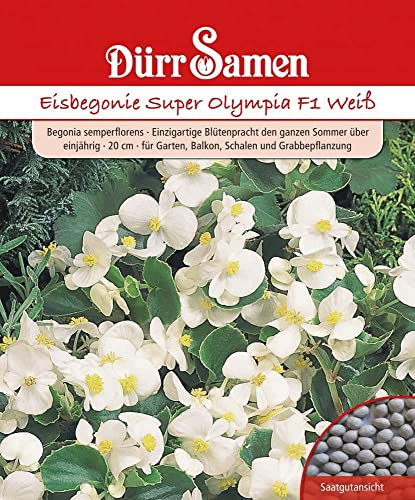 Dürr-Samen - Eisbegonie Super Olympia F1 Weiß einjährig 20 cm Saatgut