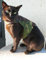Mynwood Cat Jacke /Geschirre Grün Kampf Erwachsene Katze ausbruchsicher