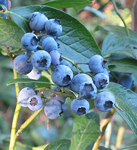 Vaccinium corymbosum Blueberry 'Bluegold' 15cm Pot Size