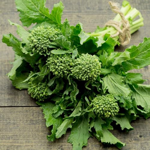 Eden Brothers Broccoli-Raab Seeds - Spring Rapini