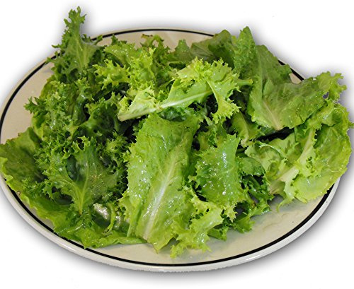 Heirloom Escarole/Endive (Frisee) Mix- 1,000+ Seeds