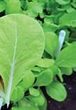 Just Seed Pak Choi - Golden Yellow F1-400 Seeds