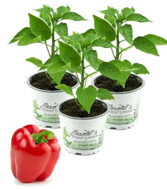Roter Paprika, Paprika Pflanze im 3er Set,3 rote Paprikapflanzen im Topf