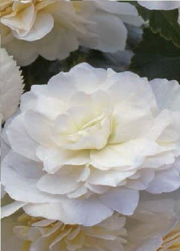 Just Seed - Flower - Begonia - Illumination White F1-10 Pelleted Seed - Pendula Type