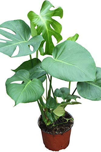 Indoor Plant -House or Office Plant -Monstera deliciosa - Swiss Cheese Plant Approx 70cms Tall