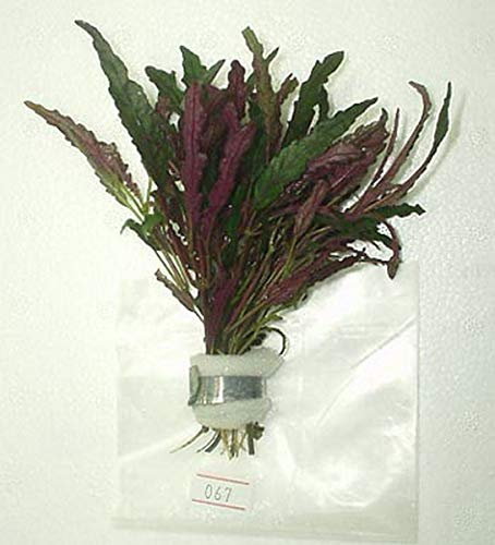 1 magniique plante hemigraphis repanda