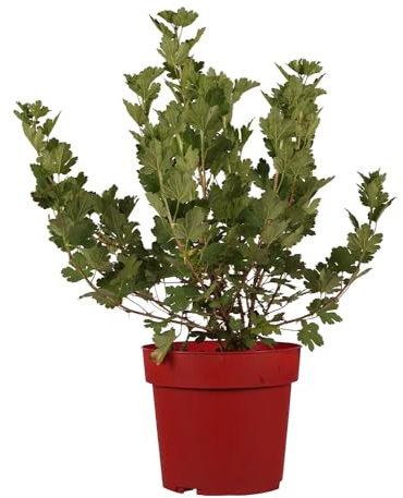 côtes, groseille à maquereau, nibbling, fruits verts, arbuste fruitier, facile d'entretien, résistant à l'hiver, plante de jardin, arbuste à baies, à haut rendement