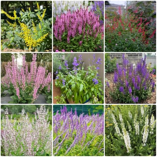 Semi di Salvia - semi per aiuole rialzate Salvia japonica - perenni per giardino 450pcs