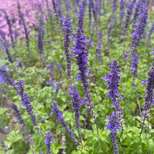 semi di lavanda d'appartamento esotiche biologiche in vaso 250pcs