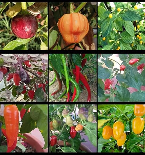 MIKELSIMON Lotto di semi di peperoncino piccante, 10+++, 9 varietà, 90 semi (confezione 10)