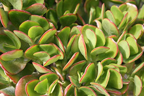Portal Cool Crassule ovata - Pianta de jade/árbol del dinero - 5 cm Foglia Talee - Malta