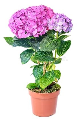 Hortensia Rosa Natural Planta para el Jardín o el Interior del Hogar