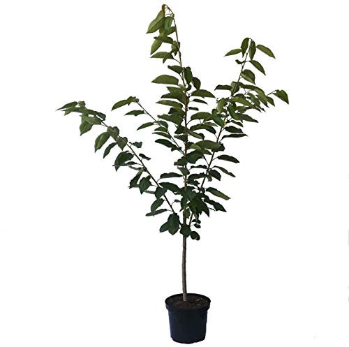 Familienbaum Duo Kirschbaum Kirsche Süßkirsche mit den Sorten Büttners und Lapins ca. 110-140 cm