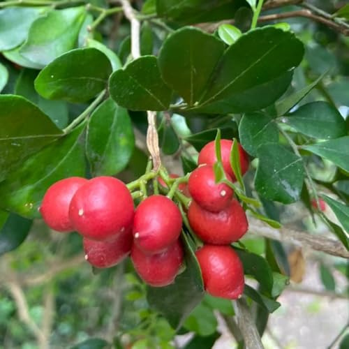 Semillas de Murraya exótica, exóticas resistentes Murraya paniculata, semillas de exóticas arbustos resistentes regalos sostenibles cocina de jardín 20pcs