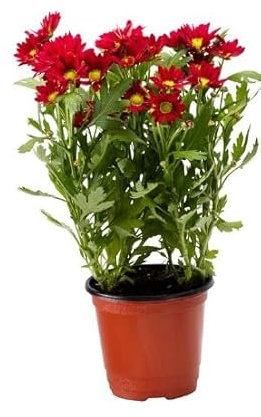 Crisantemo Planta Natural La Flor de la Longevidad