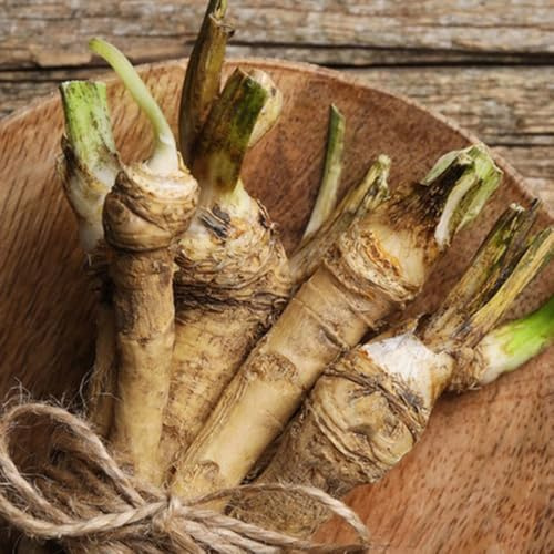 semi di rafano - Armatura rustica giardino biologici, varietà antiche, campo aperto balcone rialzato con letto 400pcs