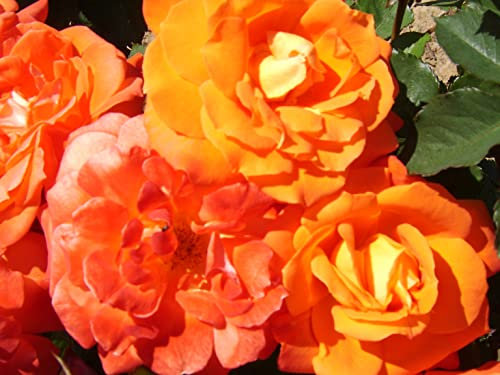 'Super Trouper' Potted floribunda Rose - Vibrant Orange Blooms - Repeat Flowering - 4lt Potted Rose