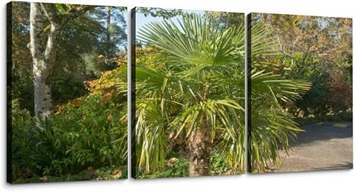 Autumn Foliage an Evergreen Chinese Windmill Palm 3 Piece Canvas Wall Art for Living Room Bedroom Office Framed Prints Pictures Painting Wall Decor Artwork for Walls Set of 3
