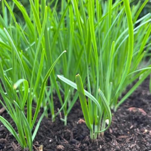 semi di cipollina biologici, Allium tuberosum, appartamento per aiuole da balcone 500pcs