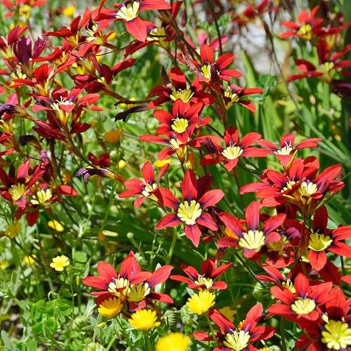 Mélange de 25 bulbes Sparaxis