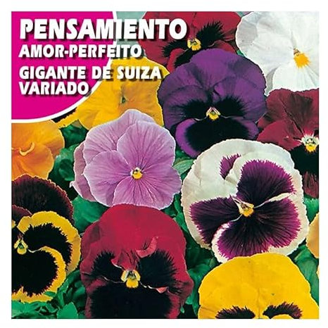 Semillas Pensamiento Variado Variedad Gigante Sobre de Semillas Flor