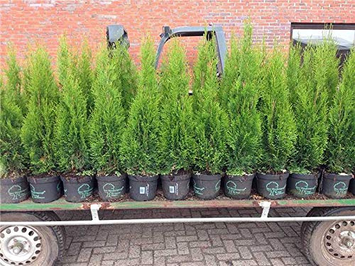 Thuja occidentalis 'Smaragd' 100–120 cm (10 Stück) – Winterhart, Immergrün, Pflegeleicht – Lebensbaum – Heckenpflanze für Garten & Sichtschutz