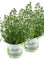 2x Zitronen-Thymian Pflanze, Zitronenthymian, Thymus citriodorus, Marktfrische Pflanze im Doppelpack 2 Pflanzen