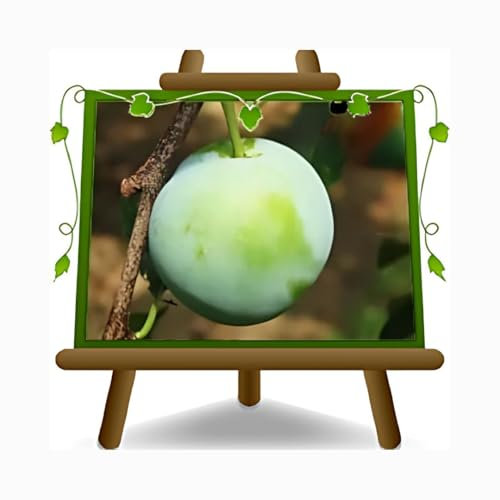 EURO PLANTS VIVAI Prunier Reine Claudia vert plante fruitière en pot 20 cm hauteur 150~170 cm - Âge 2 ans