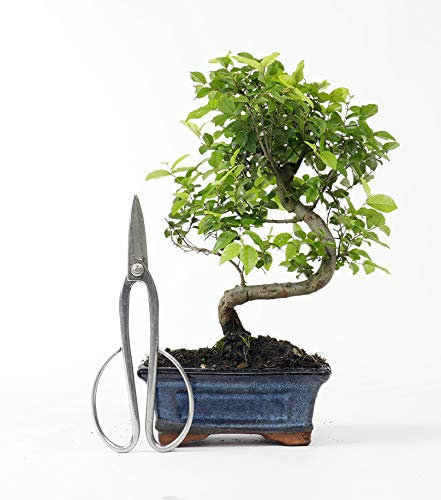 BONSAI DE SAGERETIA THEEZANS. BONSAI DE CIRUELO CHINO DE 6 AÑOS
