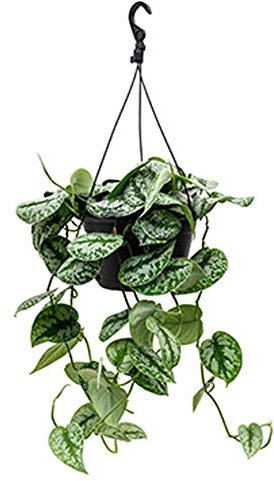 Gefleckte Efeutute - Scindapsus pictus 'Trebie' Ampel ca. 40 cm - Grünpflanze
