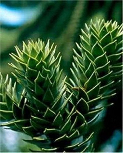 Chilenische SchmucTanne Andentanne 20-25cm - Araucaria araucana