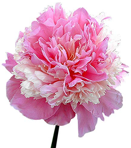 Whopper Peony - Raspberry and White - Fluffy Bomb Variety - Bare Root Plant 3-5 Eyes - Perfect for Spring Planting 2025, Peony Bulbs for Planting, Live Peonies Plants